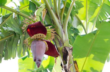 Banana young flower