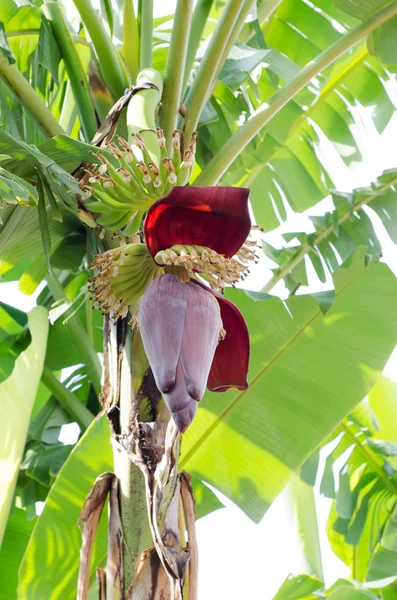 Banana fiore giovane — Foto Stock