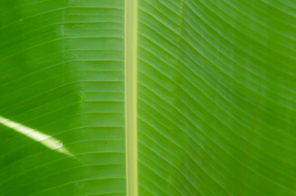 Feuille de banane verte — Photo