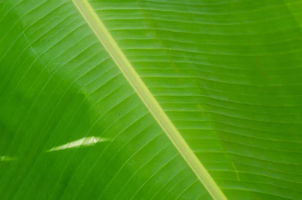 Folha de banana verde — Fotografia de Stock