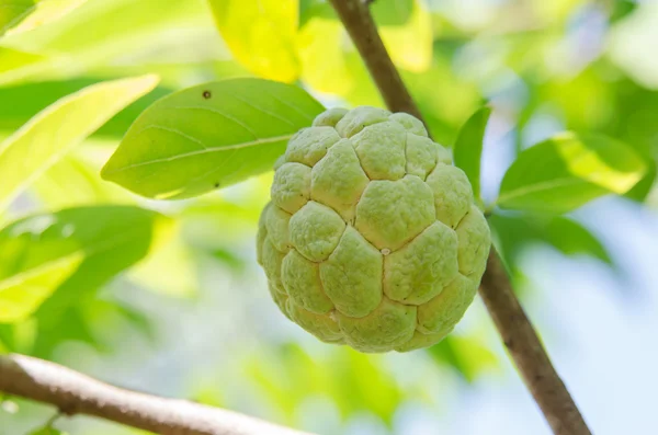 muhallebi elma meyve