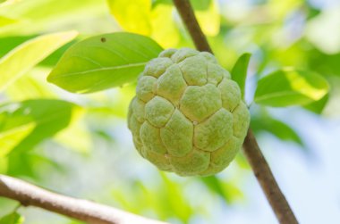 muhallebi elma meyve