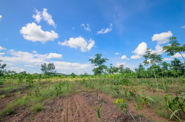 Árbol de caucho paisaje —  Fotos de Stock