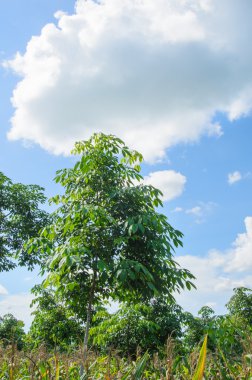 Kauçuk ağacı ve gökyüzü