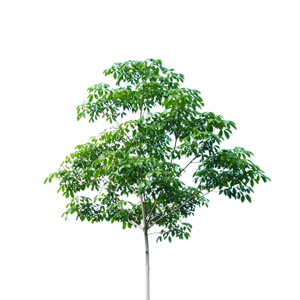 Gumowe drzewa na białym tle — Zdjęcie stockowe