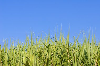 Mavi gökyüzüne karşı yeşil alan