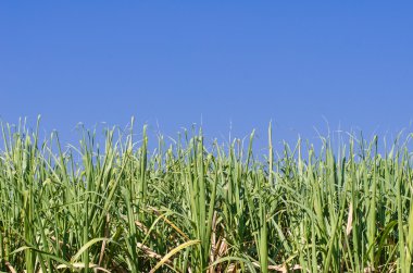 Baston alan gökyüzü