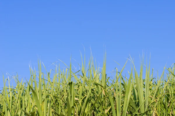 Green field against blue sky — Stock Photo, Image