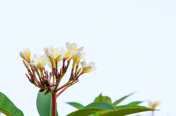 Белый цветок франжипани — стоковое фото