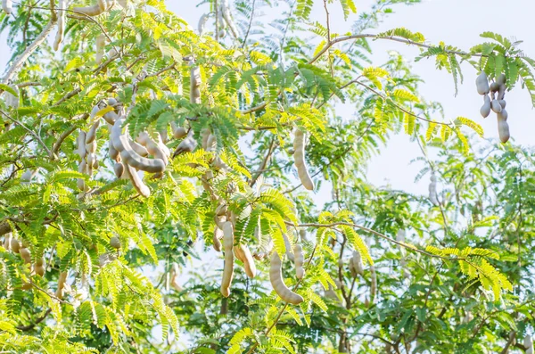 Тамаринд на дереві — стокове фото