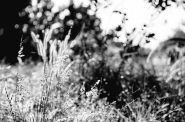 Bir çayır çimen çiçek