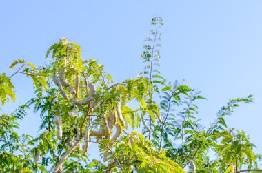 demirhindi ağaç üzerinde