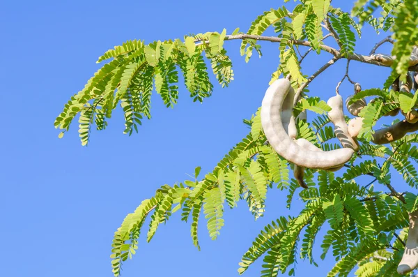 demirhindi ağaç üzerinde