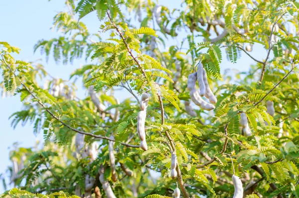 Тамаринд на дереві — стокове фото