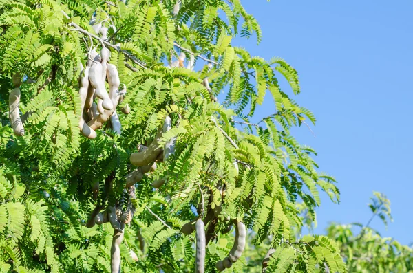 Tamarind on tree — Stock Photo, Image