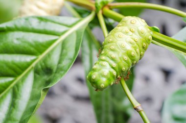 ağaç üzerinde büyük morinda