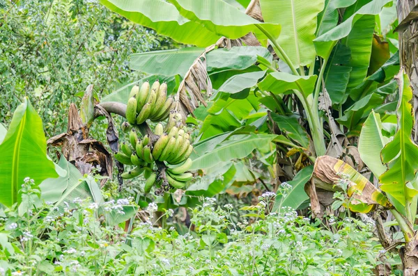 Manojo de plátano verde —  Fotos de Stock