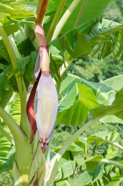 Flor de plátano —  Fotos de Stock