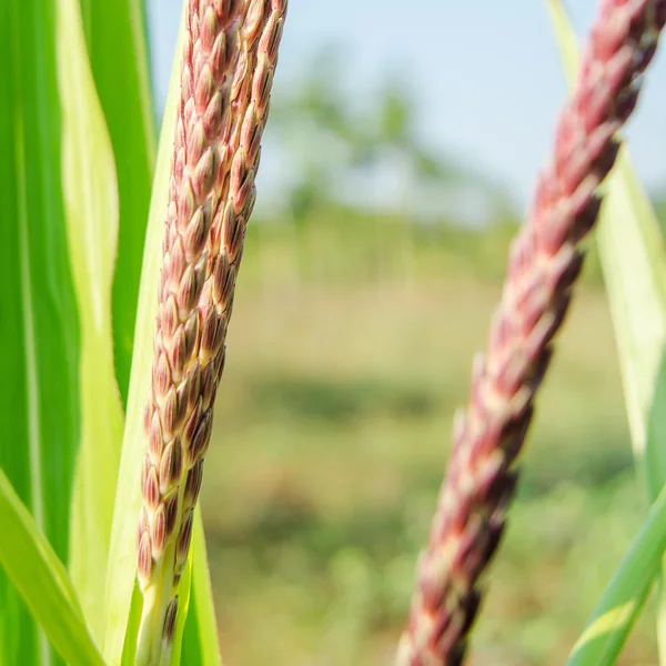 Primer plano de flor de maíz — Foto de Stock