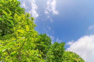 Güzel yaprakları ağaçların