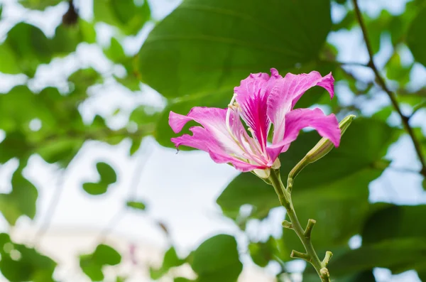 Flor de borboleta — Fotografia de Stock