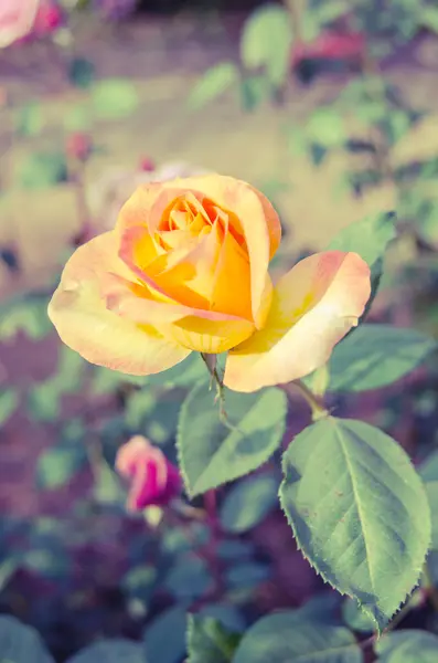 Bunga mawar mekar — Stok Foto