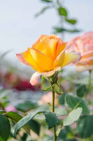 玫瑰盛开的花朵 — 图库照片