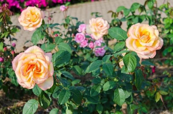 Fleur rose fleurissant — Photo
