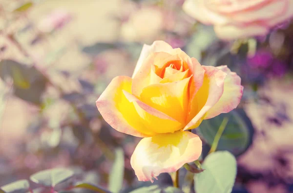 Flor de rosa florescendo — Fotografia de Stock