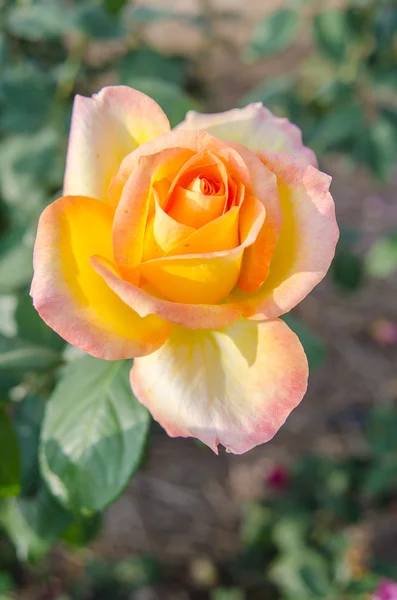 Flor de rosa florescendo — Fotografia de Stock