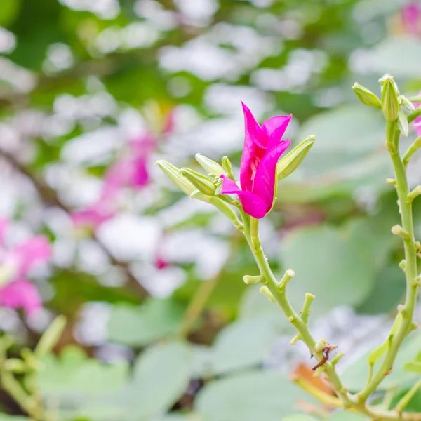 Fjäril träd blomma — Stockfoto