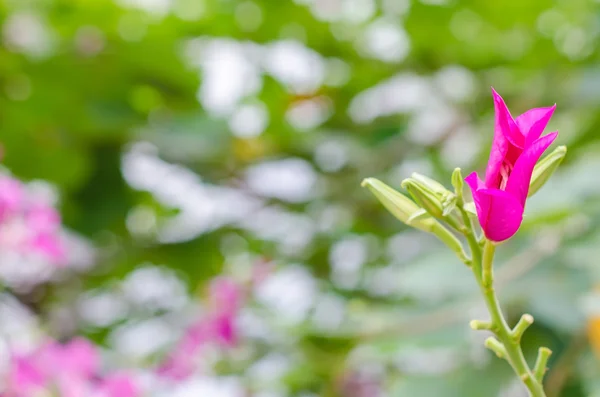 Fjäril träd blomma — Stockfoto