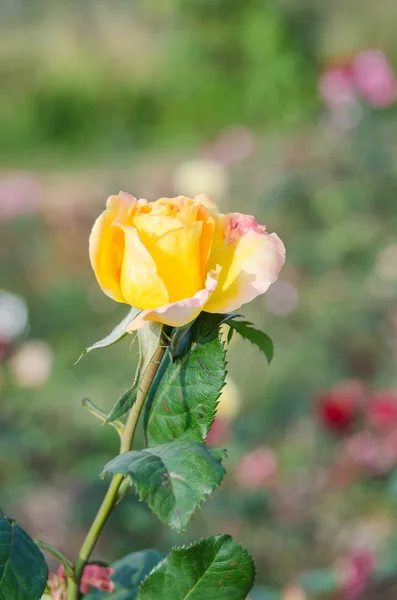 Sarı gül çiçeği.