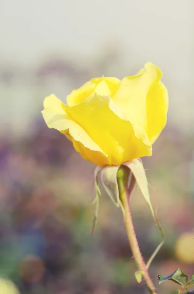 Amarelo rosa flor — Fotografia de Stock