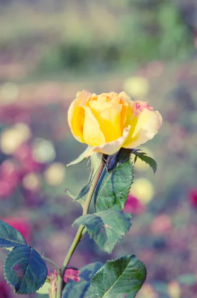 Amarelo rosa flor — Fotografia de Stock