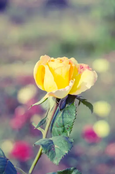 Amarelo rosa flor — Fotografia de Stock