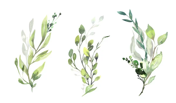 水彩の花のイラストセット-緑のユーカリの葉の枝コレクションは、結婚式の招待状、挨拶カード、壁紙、背景のために。ユーカリ、緑の葉. — ストック写真