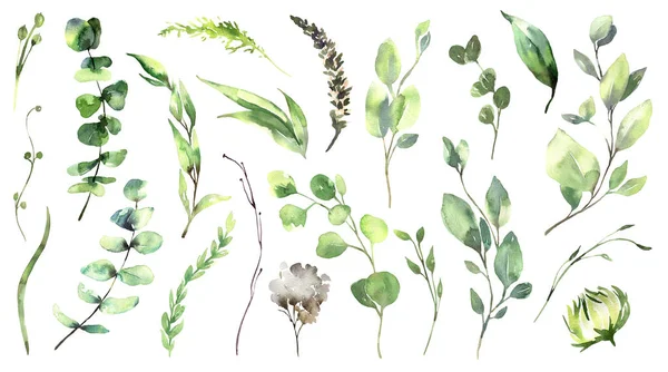 Set di illustrazioni floreali ad acquerello - collezione di rami di foglie di eucalipto verde, per inviti di nozze, biglietti di auguri, sfondi, sfondo. Eucalipto, foglie verdi. — Foto Stock