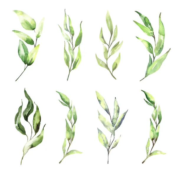 Watercolor floral illustration set - green eucalyptus leaf branches collection, for wedding invitation, greetings cards, wallpapers, background. 유칼립투스, 녹색 잎. — 스톡 사진