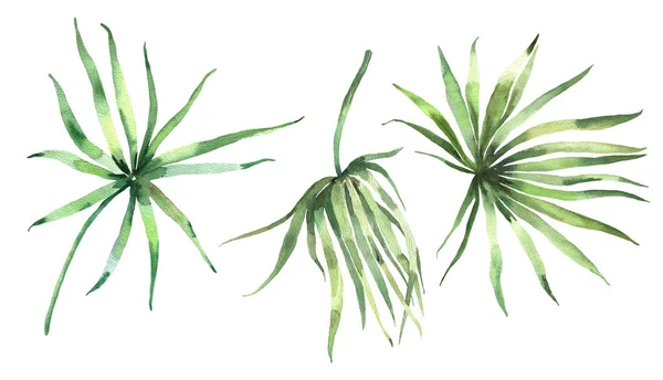 Колекція акварельних тропічних пальмових листя. Рука пофарбована в акварельні екзотичні листя ізольовані на білому тлі. Квіткова ілюстрація для дизайну, друку, весільного запрошення або фону . — стокове фото