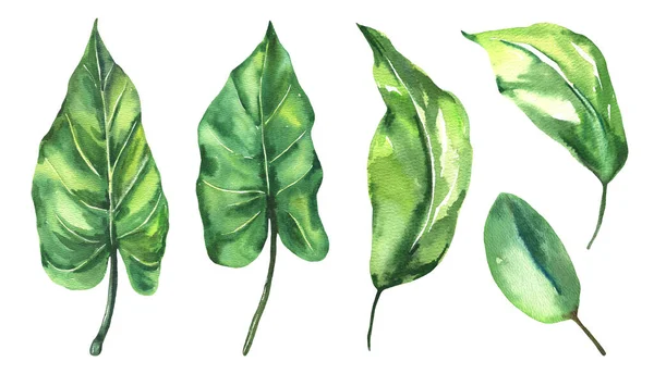 Watercolor tropical leaves collection. Hand painted watercolor exotic leaves isolated on white background. Floral illustration for design, print, wedding invitation or background. — Stockfoto