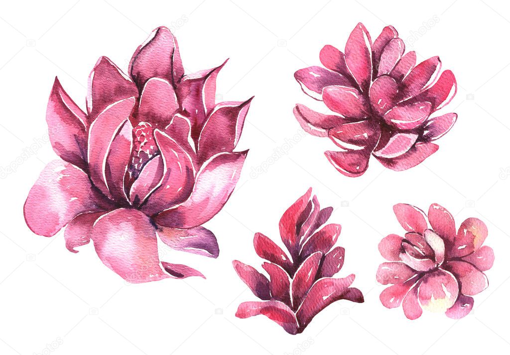 Watercolor tropical TORCH GINGER flowers collection. Hand painted watercolor flowers flowers isolated on white background. Floral illustration for design, print, wedding invitation or background.