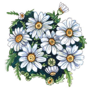 Suluboya çizimi, bir buket papatya. Beyaz arka planda yeşil yapraklı beyaz çiçekler