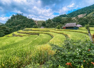 Tayland 'ın Chiang Mai eyaletindeki Doi Inthanon Milli Parkı' nda Rice Terasları
