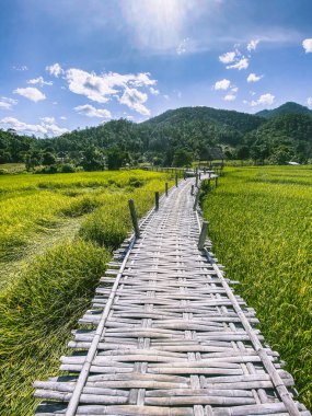 Pai 'deki Bambu Köprüsü, Mae Hong Son, Chiang Mai, Tayland
