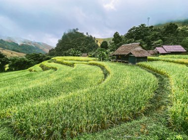Tayland 'ın Chiang Mai eyaletindeki Doi Inthanon Milli Parkı' nda Rice Terasları