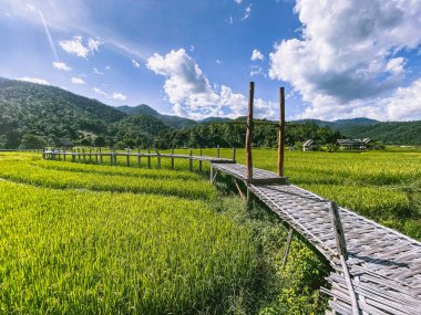 Pai 'deki Bambu Köprüsü, Mae Hong Son, Chiang Mai, Tayland