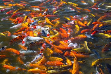 Chai Prakan Bölgesi, Chiang Mai, Tayland 'daki Hinoki bölgesi japan cazibesi