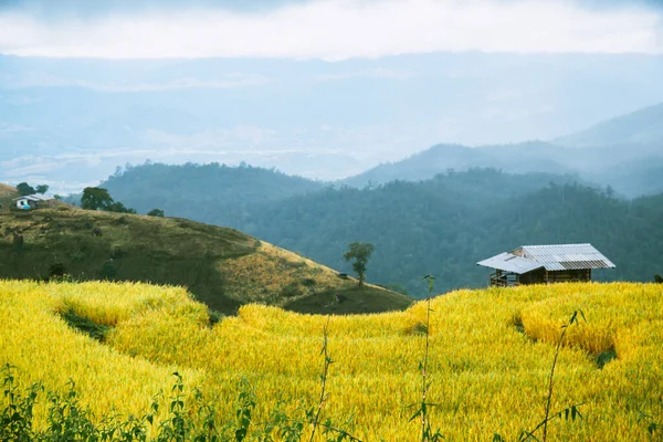 Paisaje de terrazas de arroz en la montaña en Ban Pa Pong Piang, Doi inThanon, Chiang Mai, Tailandia — Foto de Stock