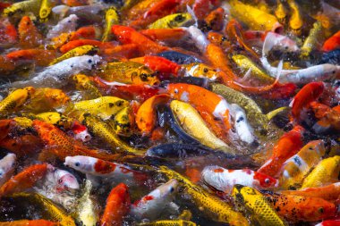 Chai Prakan Bölgesi, Chiang Mai, Tayland 'daki Hinoki bölgesi japan cazibesi